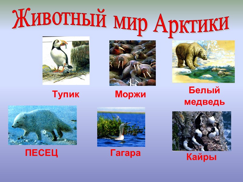 Животный мир Арктики Моржи Белый медведь Тупик ПЕСЕЦ Гагара Кайры